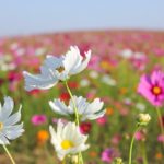やろう！って思ってやり始めたことは、最後までやりきりたい！って思うこともあります。