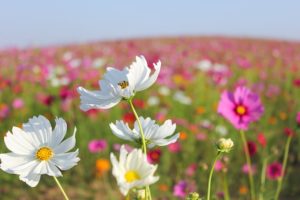 やろう！って思ってやり始めたことは、最後までやりきりたい！って思うこともあります。