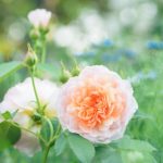 全ての制約を取り払ったとしたら、今一番したいことは何ですか？