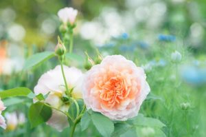 全ての制約を取り払ったとしたら、今一番したいことは何ですか？