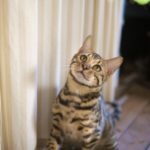 コーチングとは、あなたの悩み・目標・夢をオンラインで面談すること。アドバイスしませんが、猫じゃらしで軌道修正を図ります
