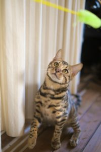 コーチングとは、あなたの悩み・目標・夢をオンラインで面談すること。アドバイスしませんが、猫じゃらしで軌道修正を図ります