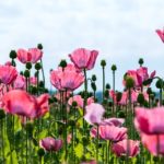 あなたは、残された時間を何に使いますか？