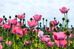 あなたは、残された時間を何に使いますか？
