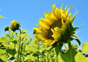 【コーチングご感想】だんだんと自分のやりたいこと、本来の自分が見えてきて、楽に生きられるようになった
